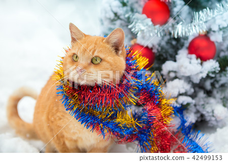 Little kitten playing near Christmas tree Little kitten playing near Christmas tree 42499153