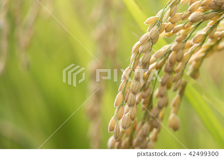 Rice field Rice field 42499300