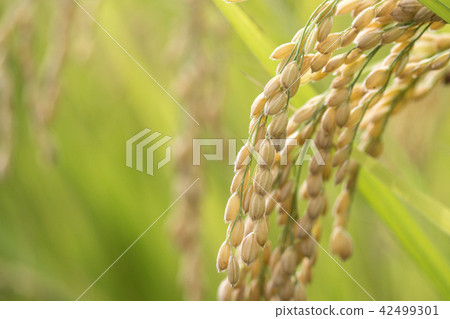 Rice field 42499301