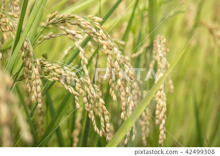 稻田 稻米 42499308