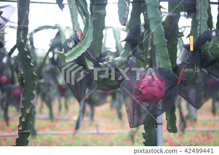 套袋火龍果 套袋火龍果 42499441