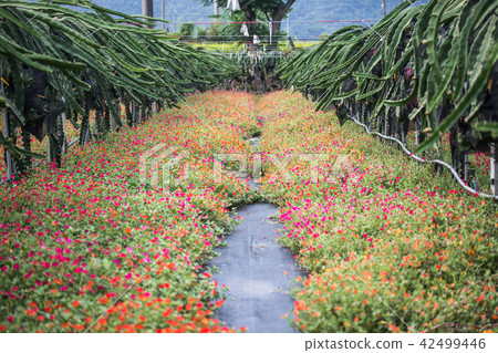 套袋火龍果 套袋火龍果 42499446