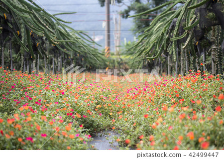 套袋火龍果 套袋火龍果 42499447