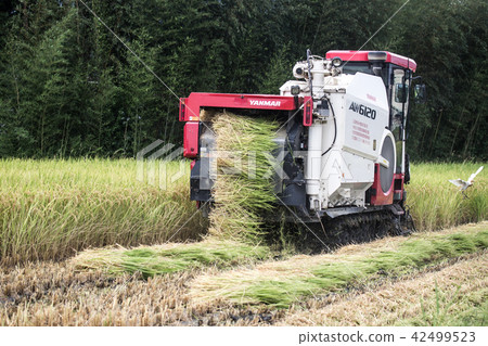 收割機 稻田 42499523