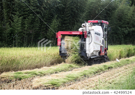 收割機 稻田 42499524
