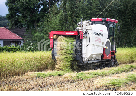 收割機 稻田 42499529