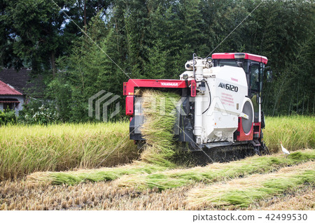 收割機 稻田 42499530