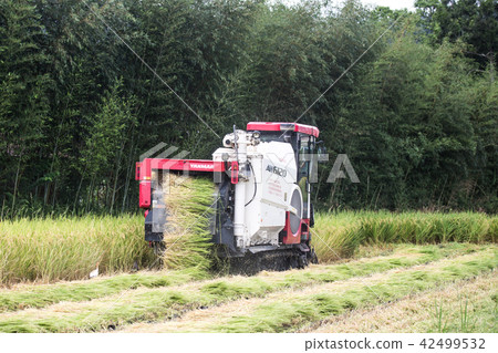 收割機 稻田 42499532