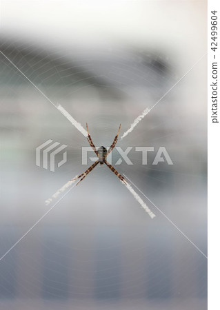 Scarab spider female 02 Scarab spider female 02 42499604