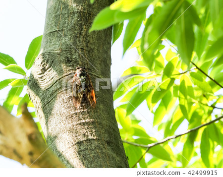 Brown cicada 42499915