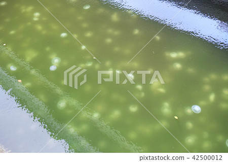 Mizukurase released in Yokohama Nakamura River Mizukurase released in Yokohama Nakamura River 42500012