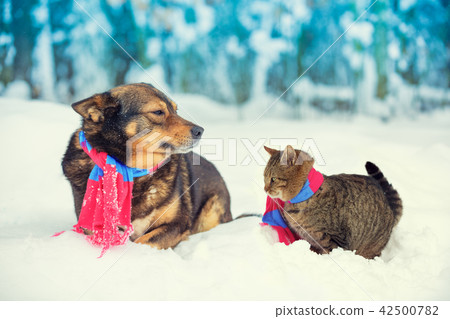 Dog and cat sitting together outdoor in the snow Dog and cat sitting together outdoor in the snow 42500782