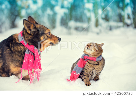 Dog and cat sitting together outdoor in the snow Dog and cat sitting together outdoor in the snow 42500783