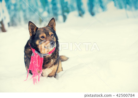 Portrait of a dog with knitted scarf Portrait of a dog with knitted scarf 42500784
