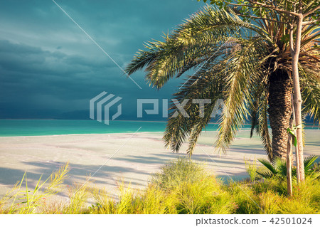 Dead Sea shore. Palm tree on the beach 42501024