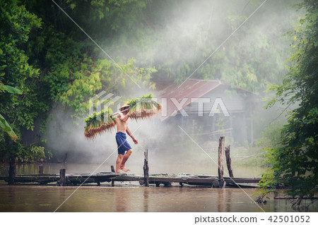 Rice farming, Farmers grow rice in rainy season Rice farming, Farmers grow rice in rainy season 42501052