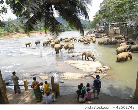 Sri Lanka Pinnawara Elephant Orphanage Sri Lanka Pinnawara Elephant Orphanage 42501742