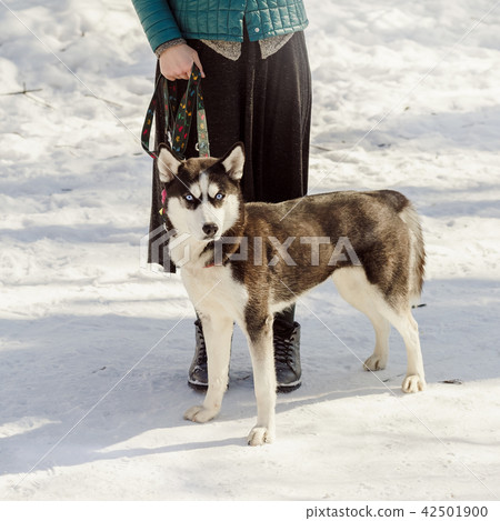 Woman holding a Siberian husky dog on a leash 42501900