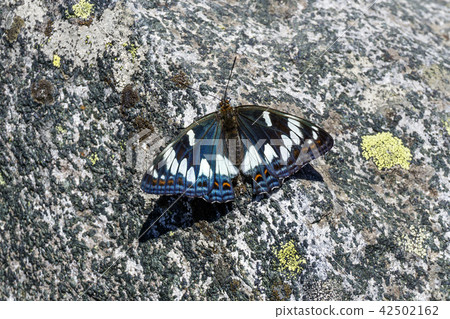 beautiful butterfly on a rough stone beautiful butterfly on a rough stone 42502162