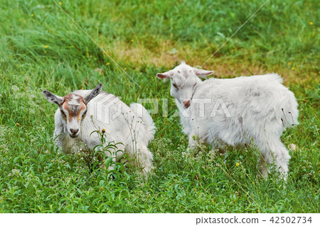 Goatlings in the Grass Goatlings in the Grass 42502734