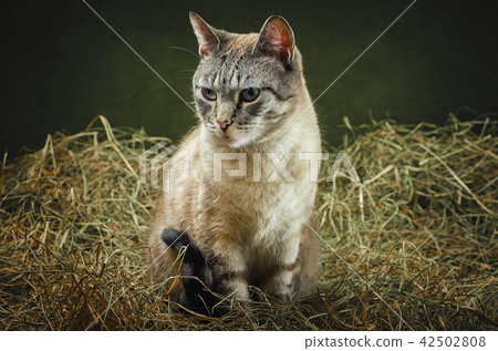 Cat in the Hay 42502808