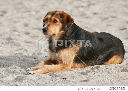 Dog on Sand Dog on Sand 42502985