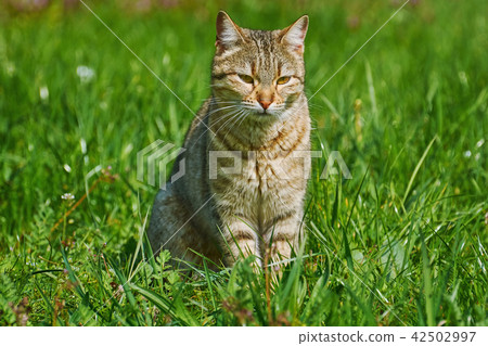 Outbred Cat 42502997