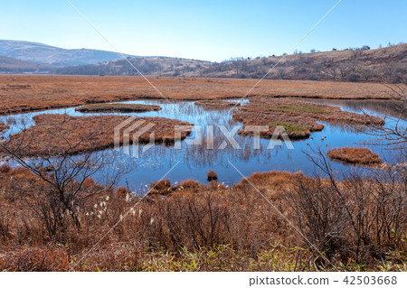 Kirigamine Marshland (November autumn fine weather, Yashimagahara) 42503668