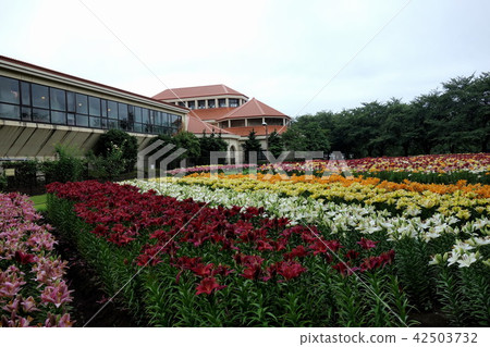 百合的深谷綠色公園 42503732