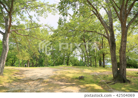 Summer Park Miscellaneous plaza in the park Summer Park Miscellaneous plaza in the park 42504069