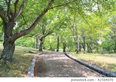 Park in the shade of the summer park 42504070