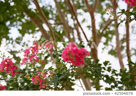 Summer park Sulpsberry flowers 42504079