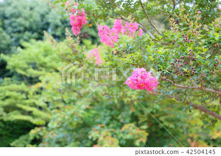 夏天公園Sulpsberry花 42504145