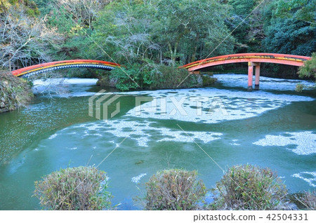 Usa Jingu Rhombusi pond 42504331
