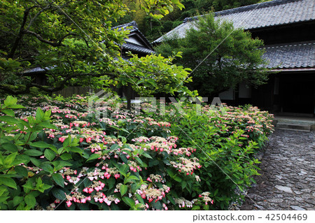 牧之原市花Shoya Ooba家族 牧之原市花Shoya Ooba家族 42504469