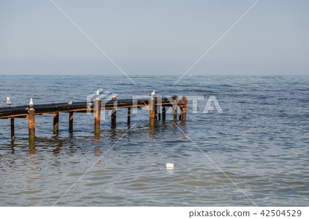 Seagulls are sitting on the quay that goes into 42504529