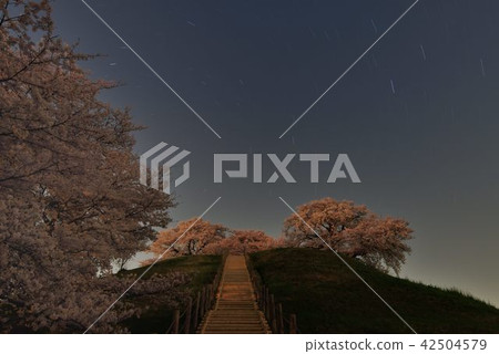 Sakitama Tumulus night cherry blossoms 42504579