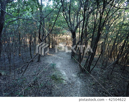陽光的山路徑葉子(風景) 陽光的山路徑葉子(風景) 42504622