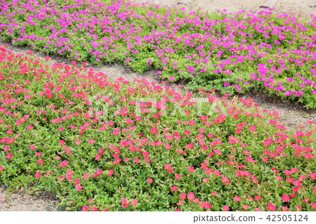 Porchula flower 42505124