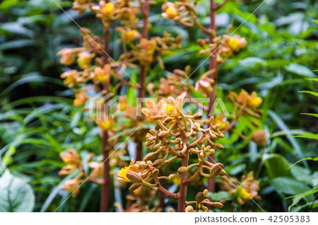 Tsuchiakabe(土木工程) Tsuchiakabe(土木工程) 42505383