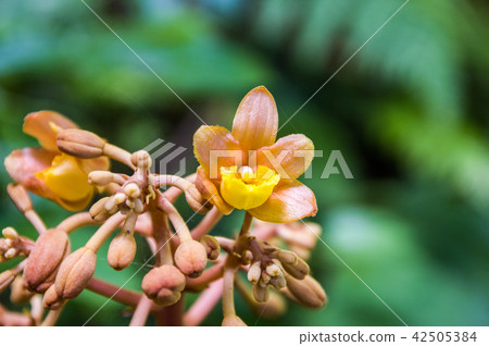 Tsuchiakabe (civil engineering) 42505384