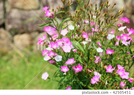 石竹花 42505451