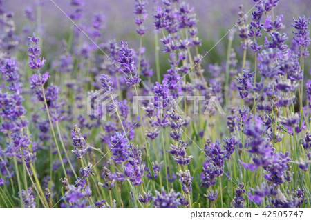 Lavender flowers Lavender flowers 42505747