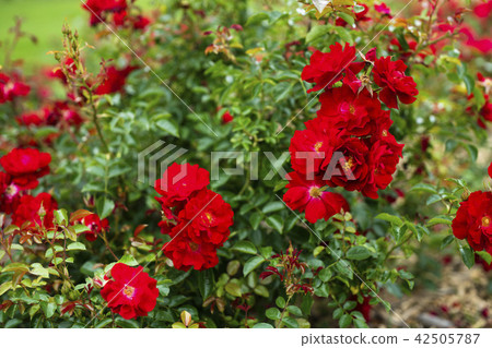 Roses of rose garden (varieties minor fair) 42505787
