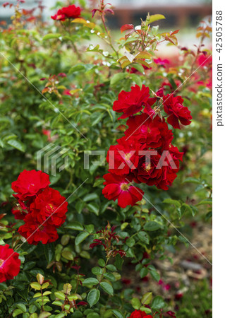 Roses of rose garden (varieties minor fair) 42505788
