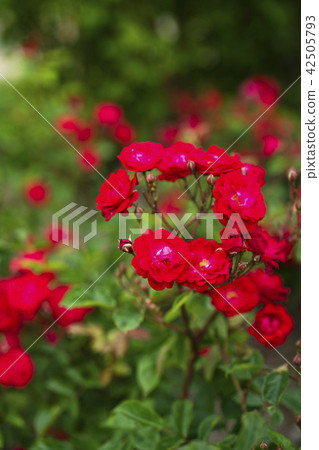 玫瑰園玫瑰（品種Oitin） 42505793