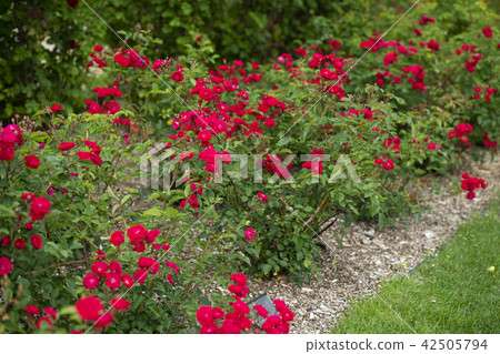 Rose garden rose (variety Oitin) 42505794
