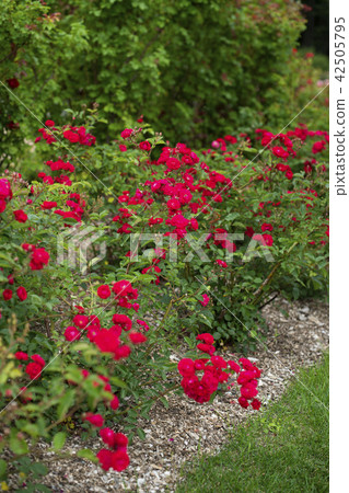 玫瑰園玫瑰（品種Oitin） 42505795