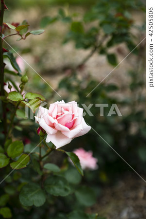 玫瑰園的玫瑰（品種Hagoromi） 42505806