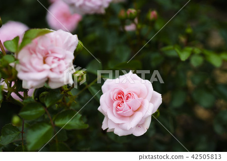 玫瑰園玫瑰（綜藝家居與園藝） 42505813